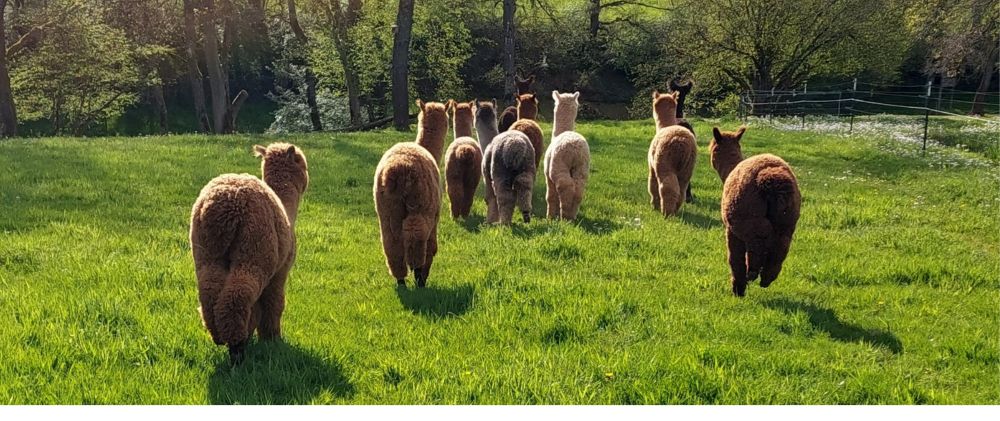 Panoramaflauschtasse - Sommerpuschel